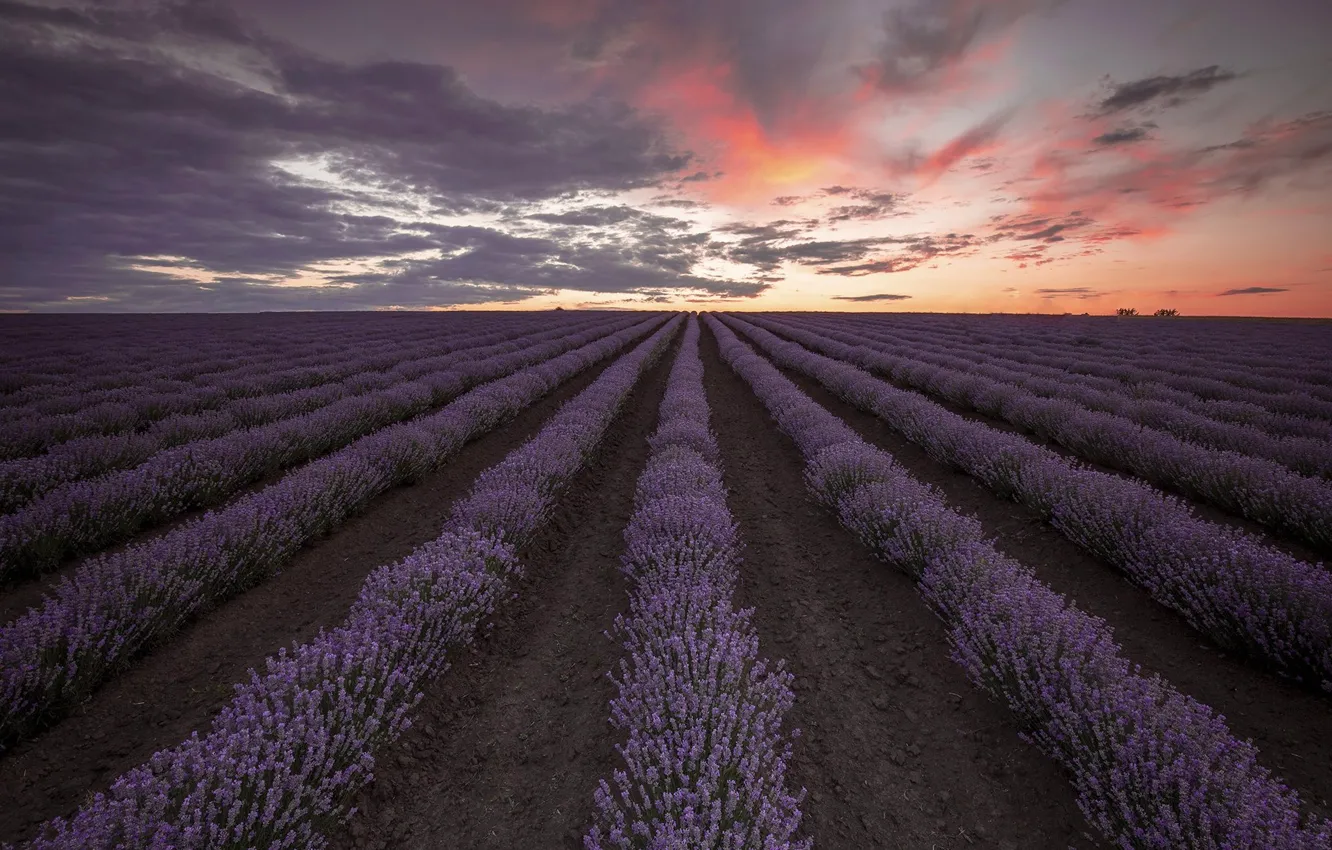 Photo wallpaper a number, lavender, lavender field