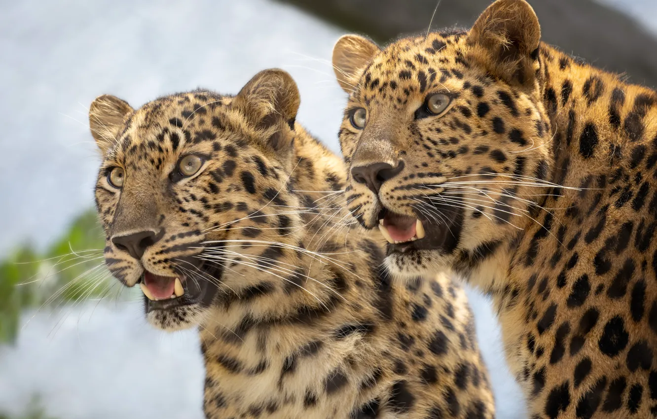 Photo wallpaper wild cats, a couple, leopards, muzzle, twins