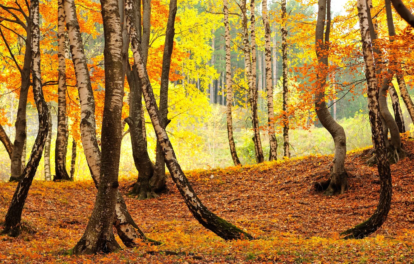 Photo wallpaper autumn, forest, trunks, foliage, birch, birch, grove, Golden autumn