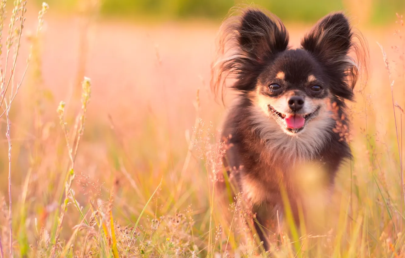 Photo wallpaper field, grass, dog