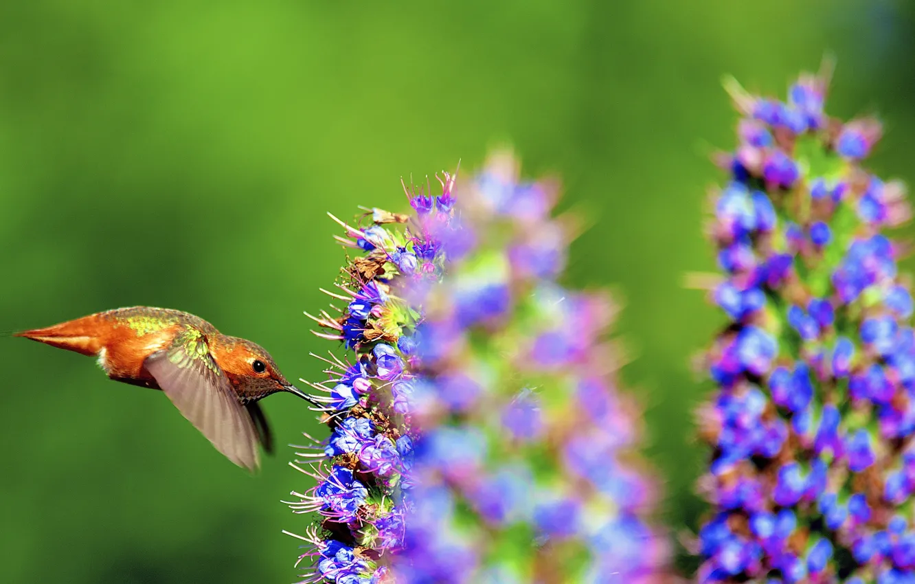 Photo wallpaper flower, nature, nectar, bird, beak, flight