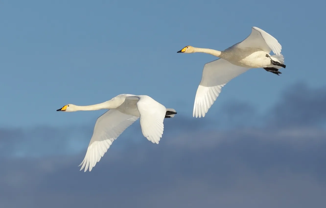 Photo wallpaper flight, couple, swans