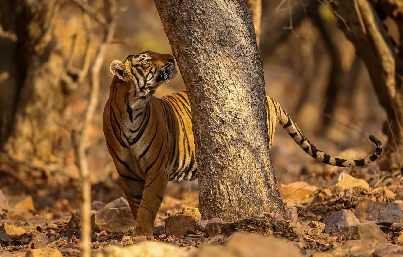 Photo wallpaper light, trees, nature, tiger, pose, tail, looking up