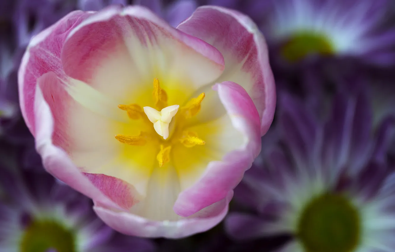 Photo wallpaper flower, macro, focus, petals, Tulip, pink, white