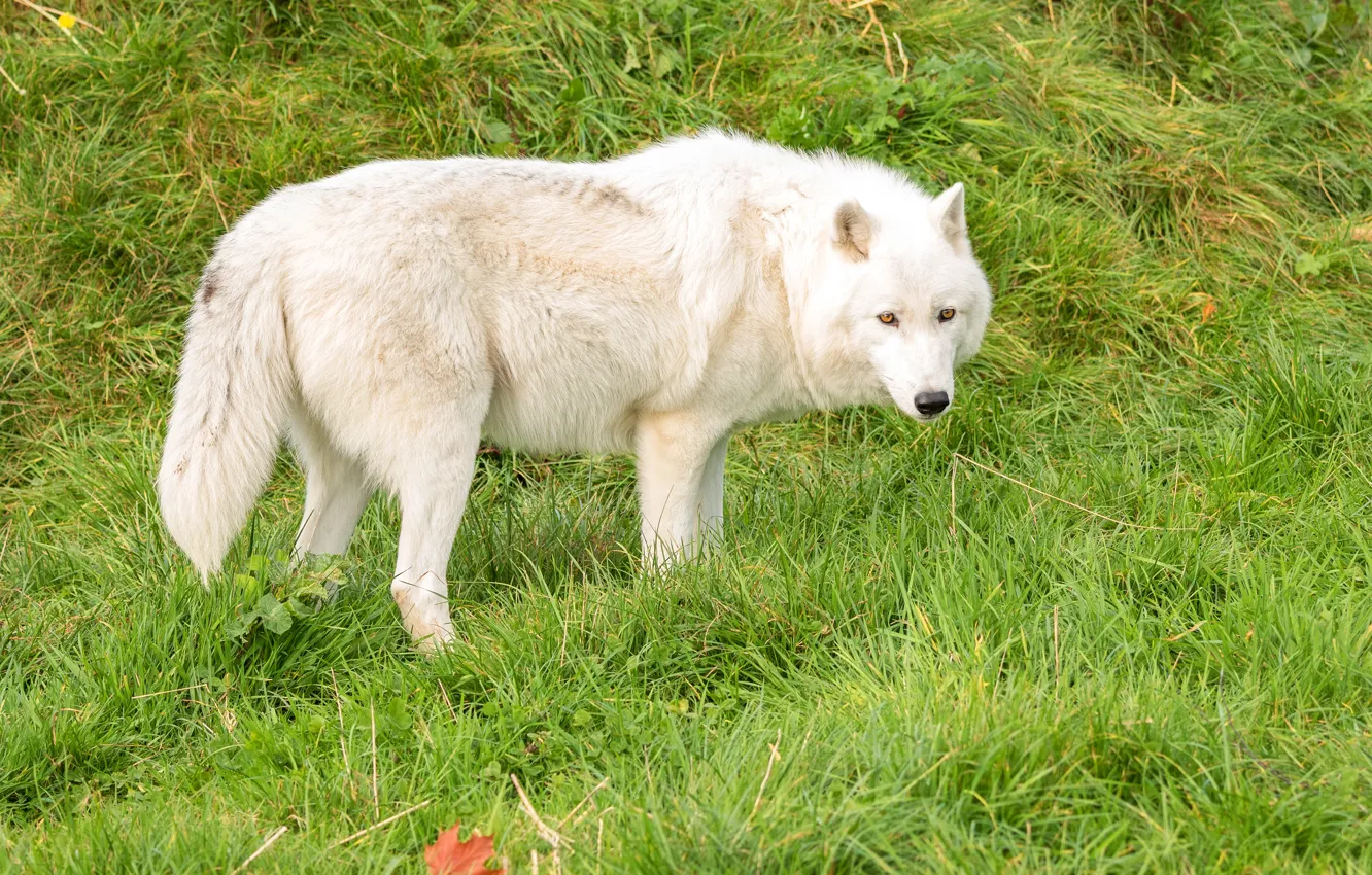 Photo wallpaper greens, white, grass, wolf, predator