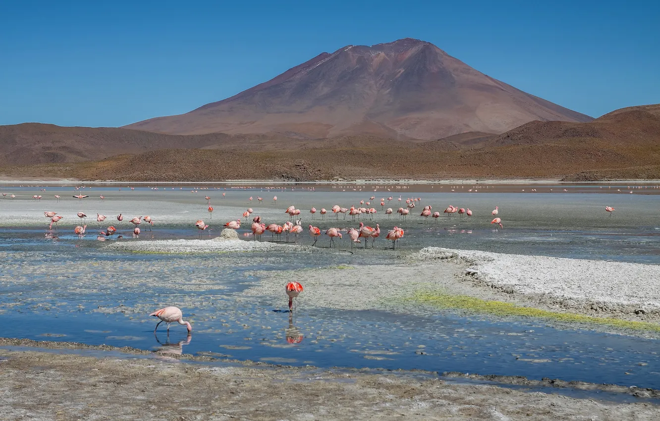 Photo wallpaper the sky, mountains, lake, bird, Bolivia