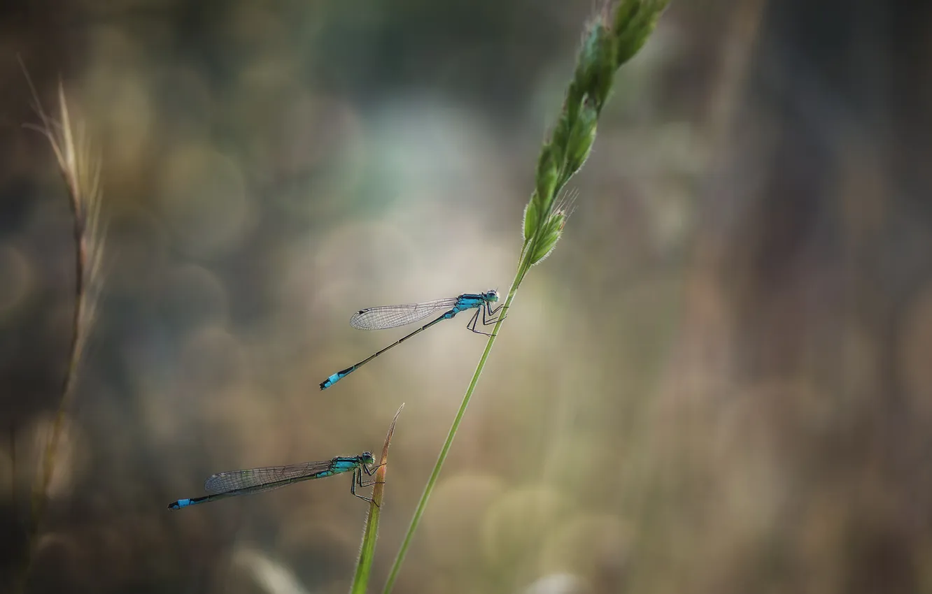 Photo wallpaper eyes, wings, bokeh, leaf, paws, stalk, dragonflies
