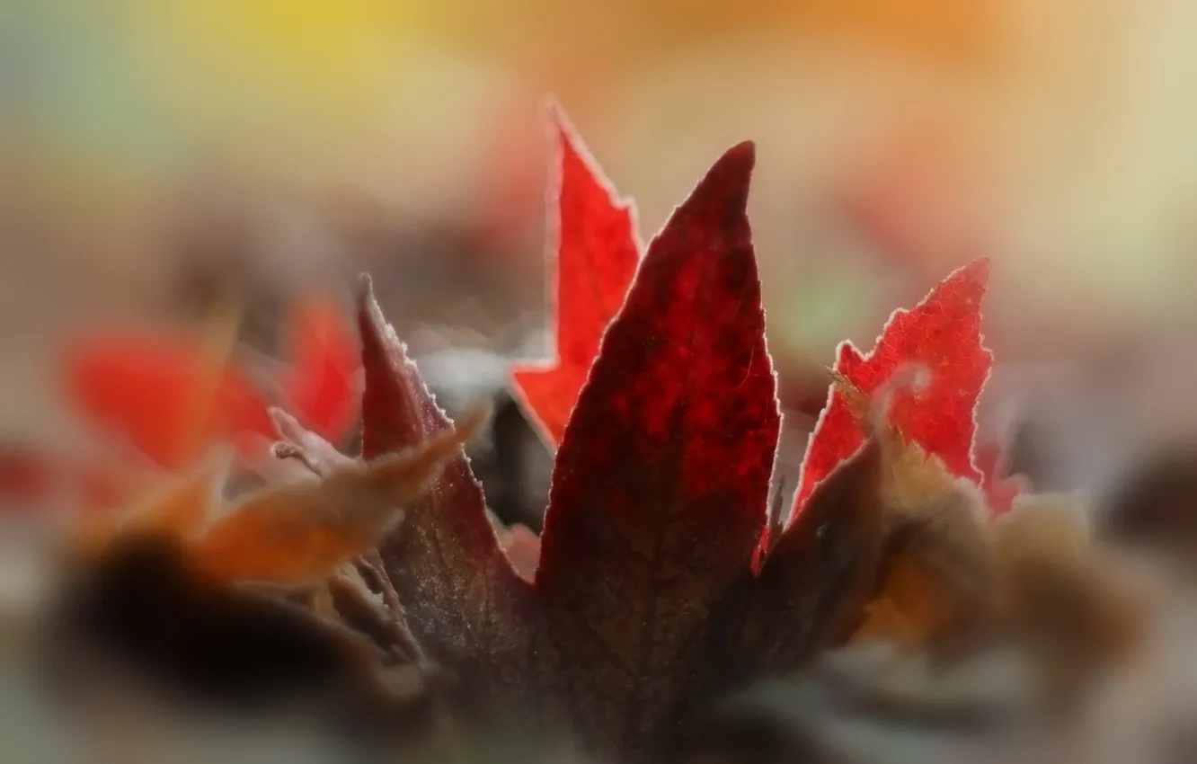 Photo wallpaper autumn, leaves, nature