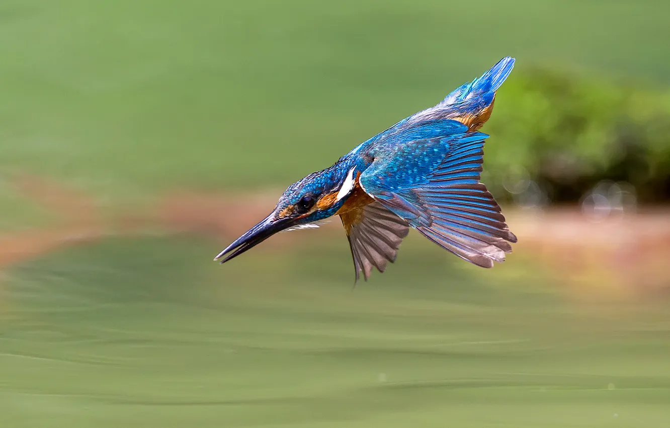Photo wallpaper flight, bird, wings, beak, Kingfisher
