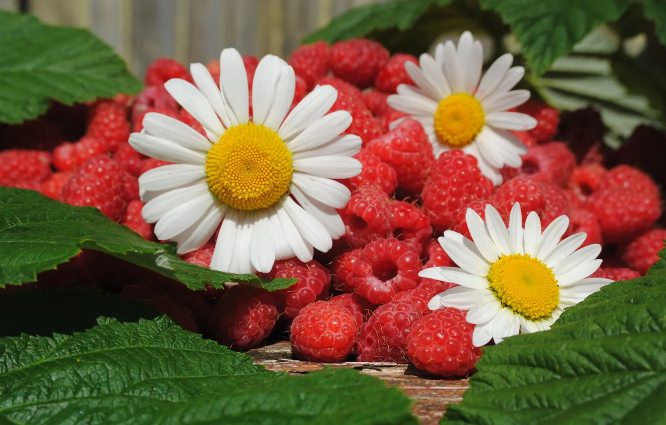 Photo wallpaper berries, raspberry, chamomile, leaves