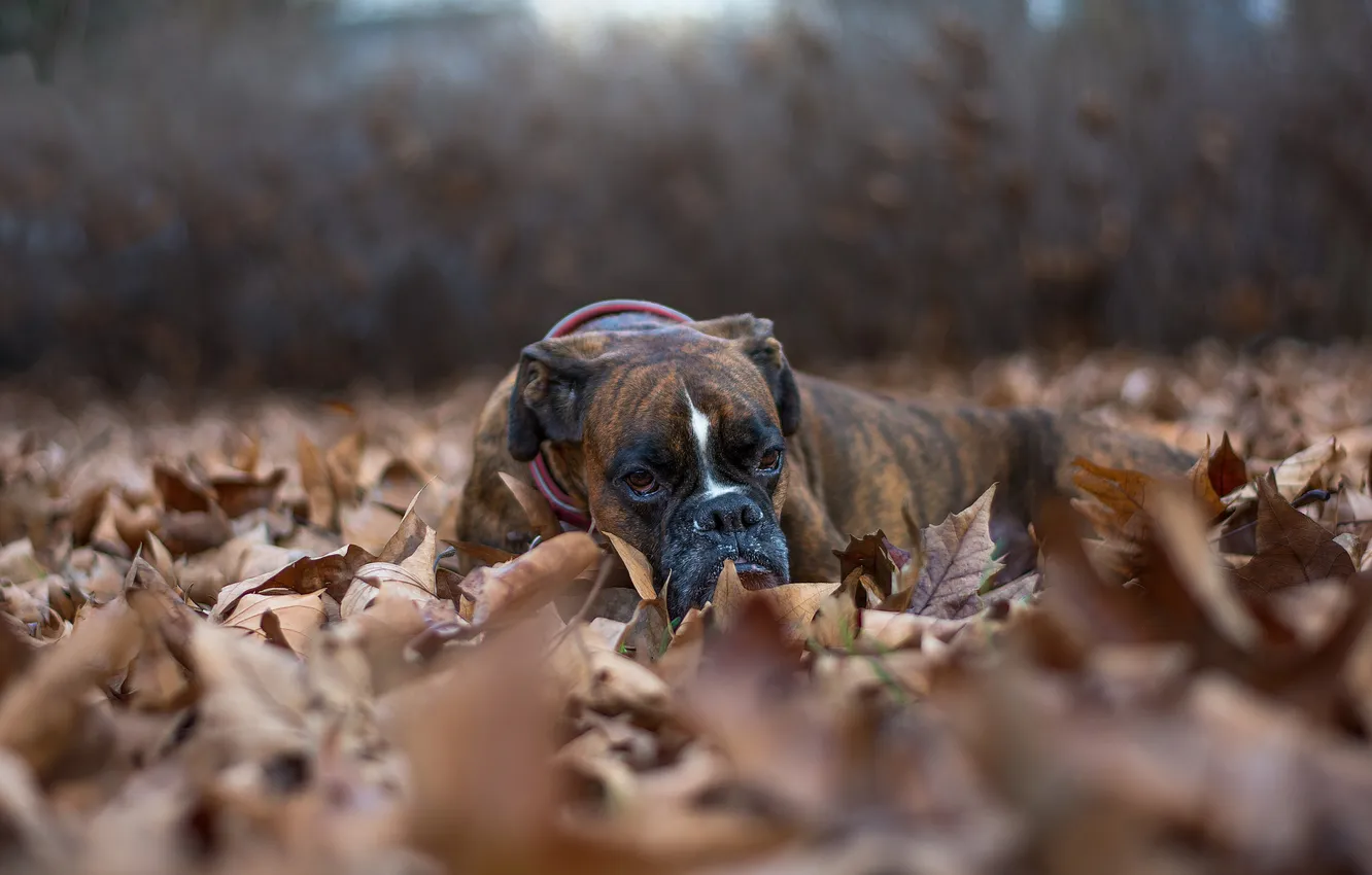 Photo wallpaper look, leaves, each, dog