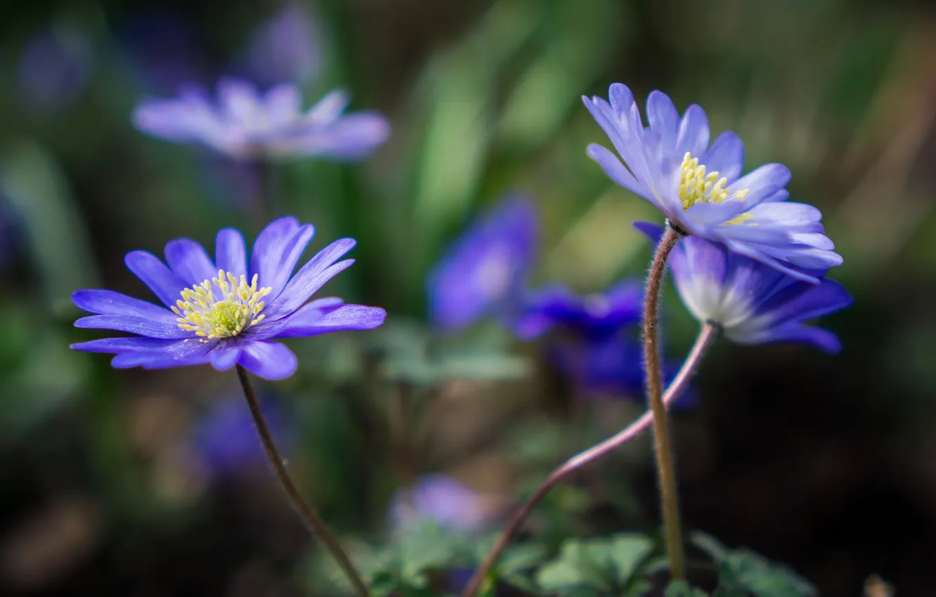 Photo wallpaper macro, bokeh, anemone