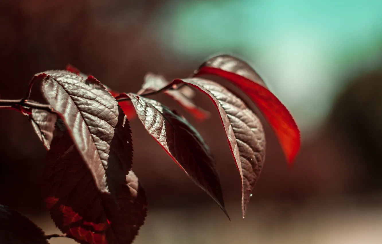 Photo wallpaper leaves, macro, tree, branch, bokeh