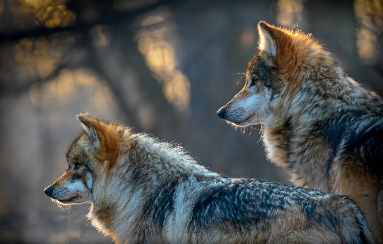 Photo wallpaper predators, wolves, bokeh, two wolves