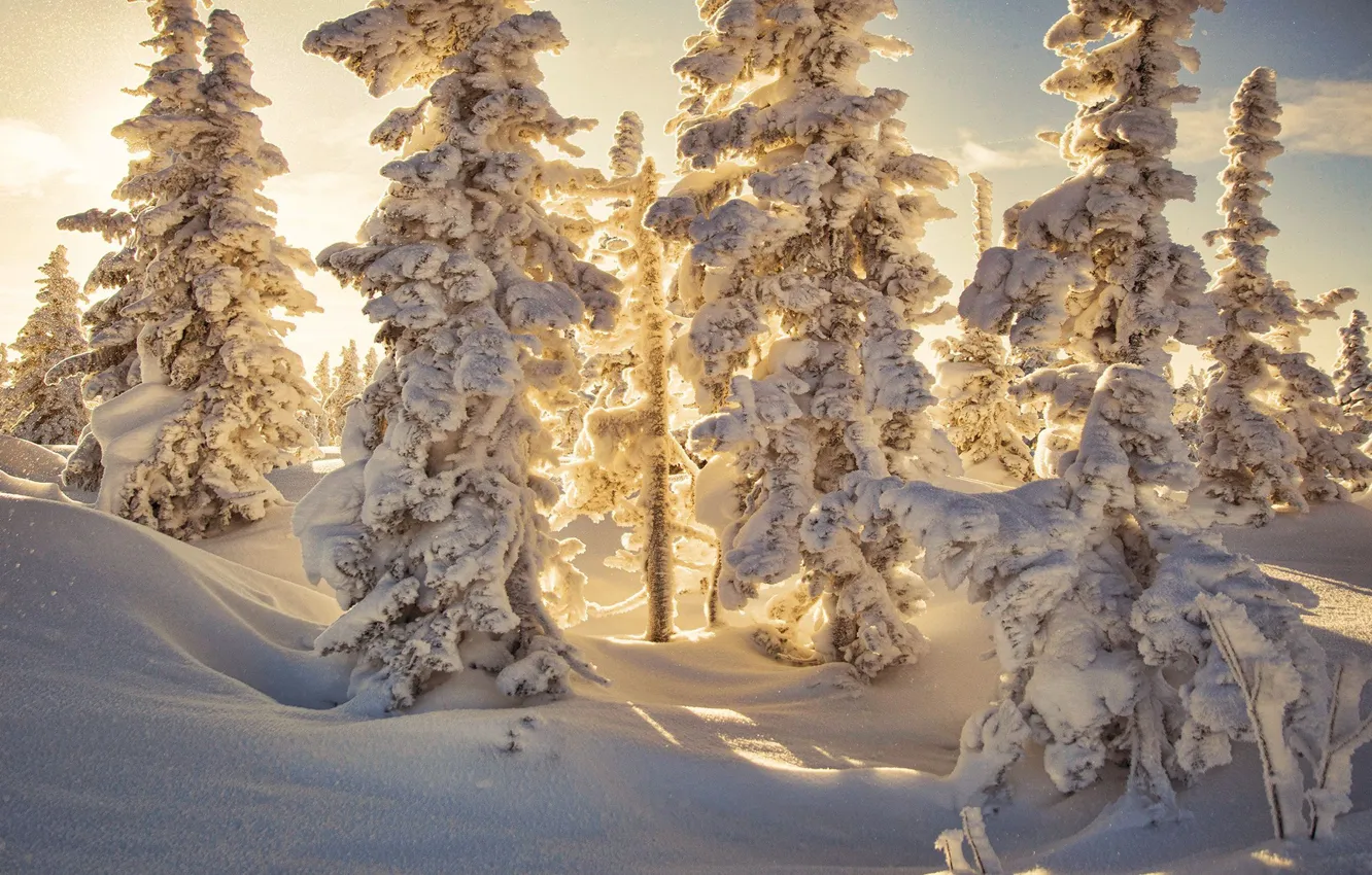 Photo wallpaper winter, forest, the sun, snow, Artists Paul