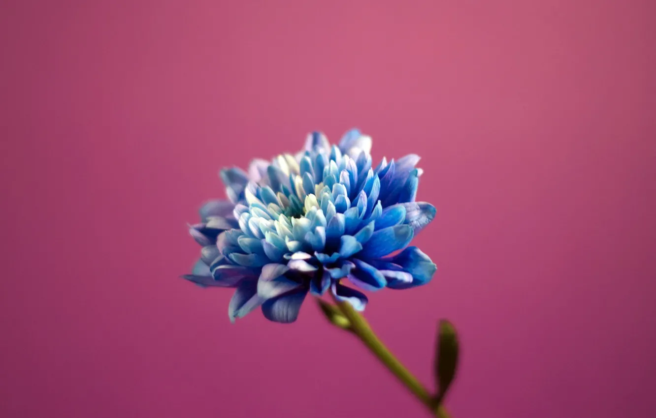 Photo wallpaper petals, lilac