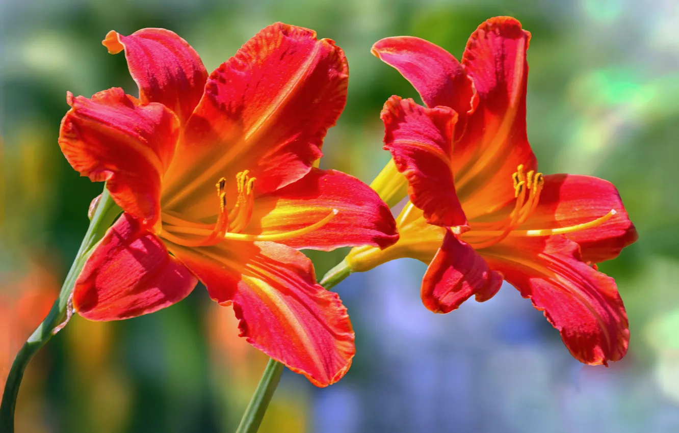 Photo wallpaper macro, petals, Duo, daylilies