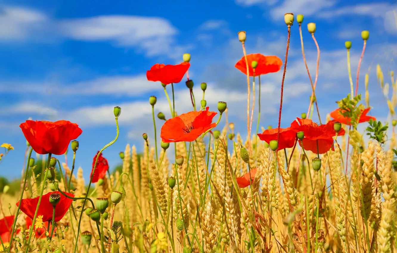 Photo wallpaper field, flowers, Maki, ears