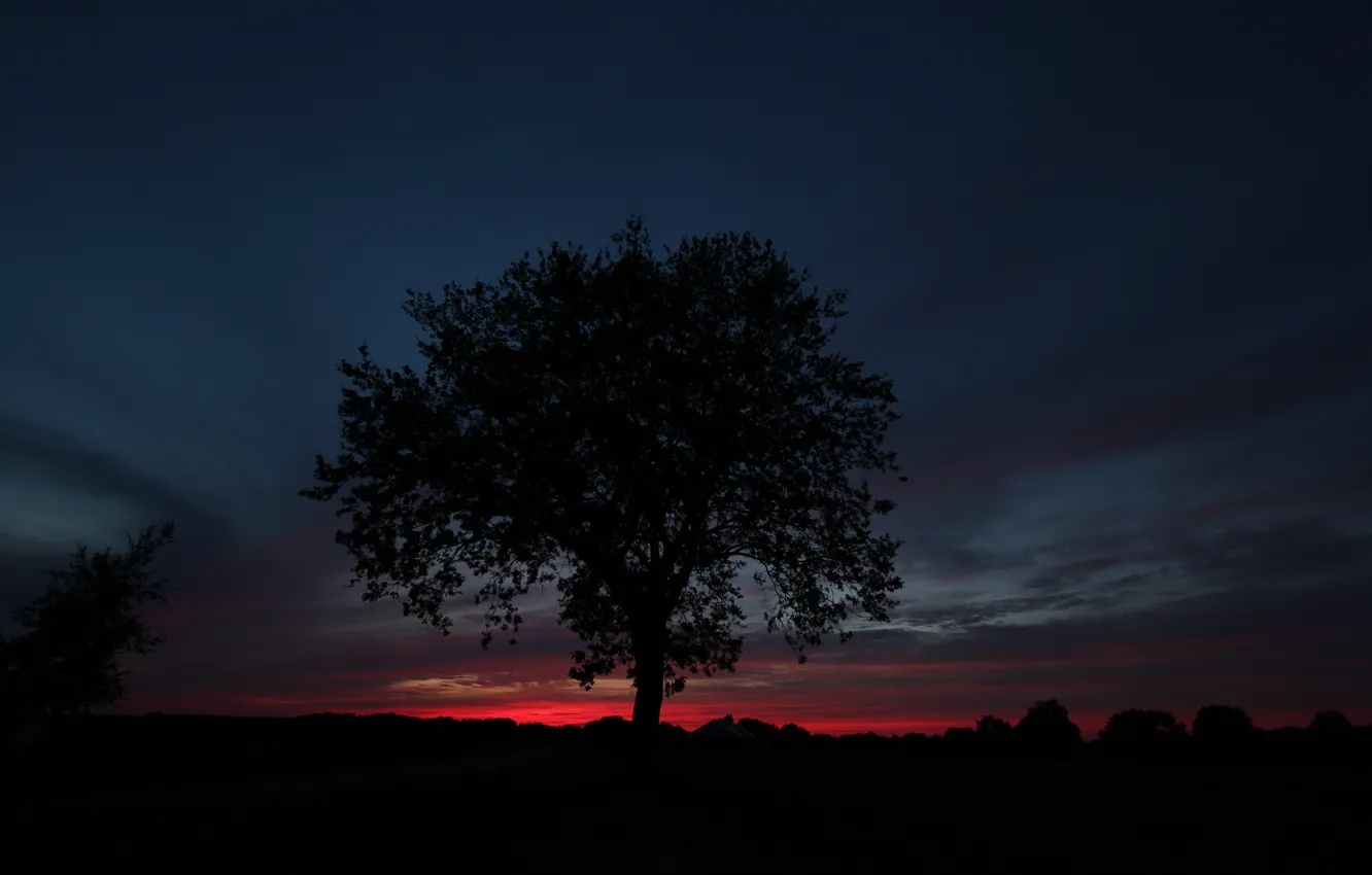 Photo wallpaper the sky, sunset, nature, tree, twilight