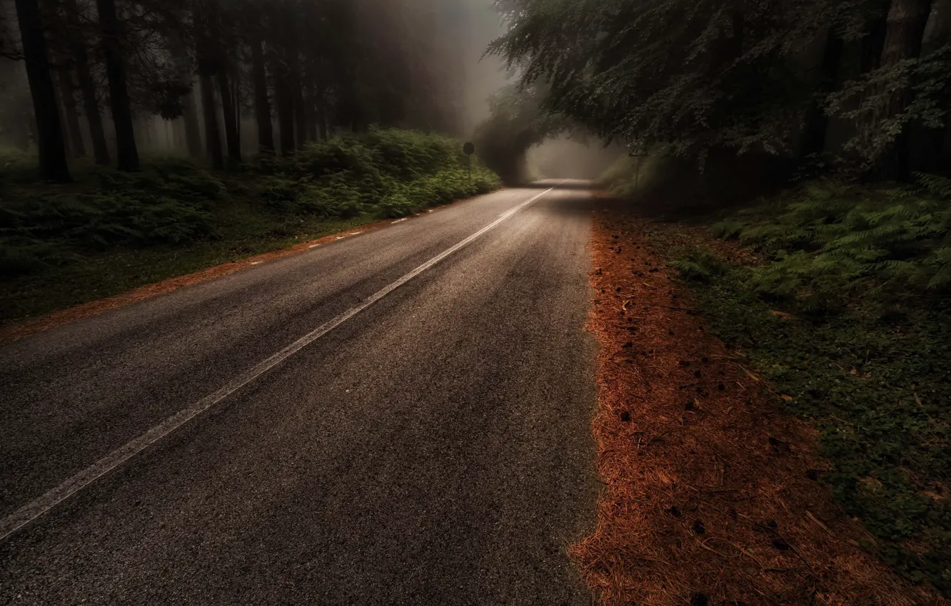 Photo wallpaper road, forest, trees, nature, haze