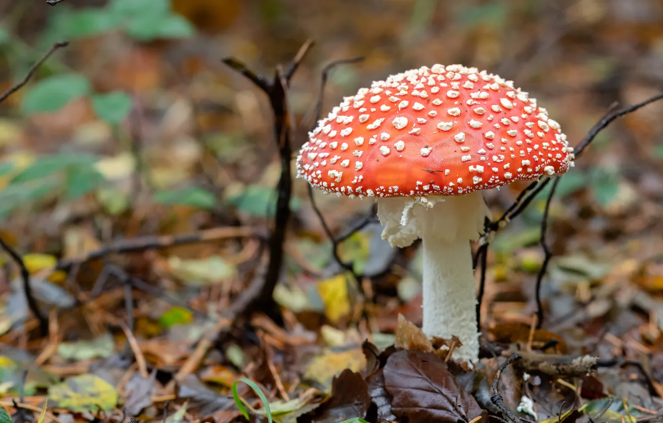 Photo wallpaper autumn, branches, nature, foliage, mushrooms, mushroom, clearing, bokeh