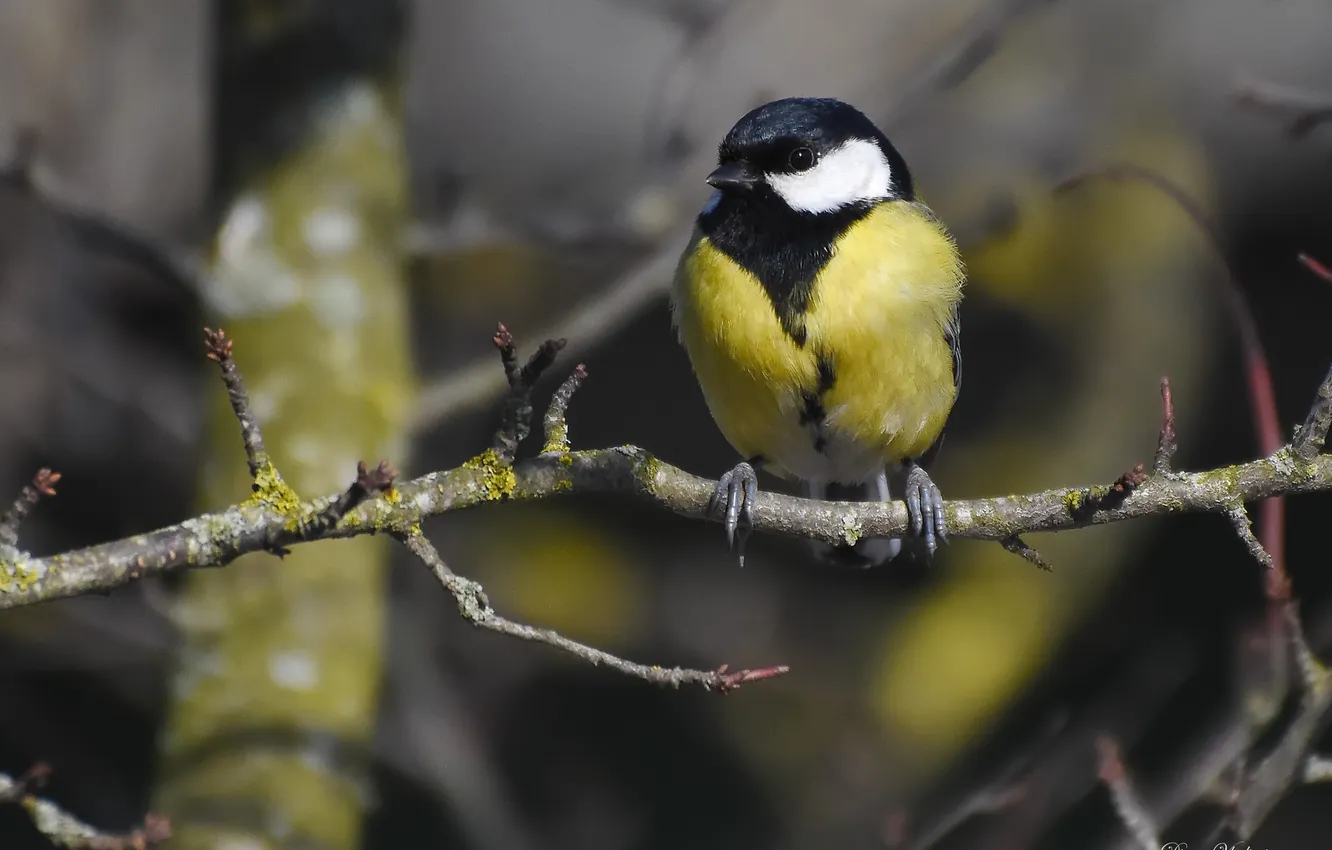 Photo wallpaper bird, photohunt, Big tit