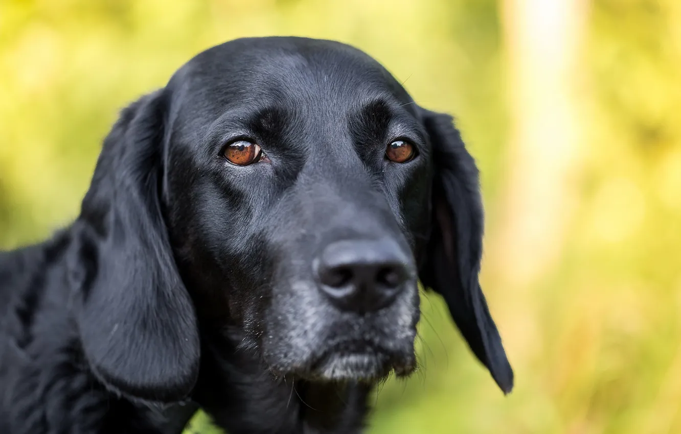 Photo wallpaper look, each, dog