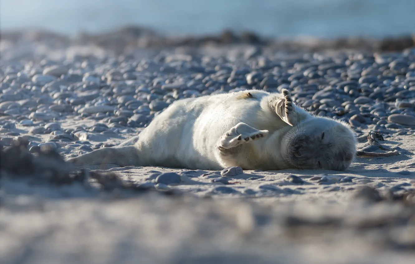 Photo wallpaper light, pose, pebbles, stones, shore, seal, legs, baby