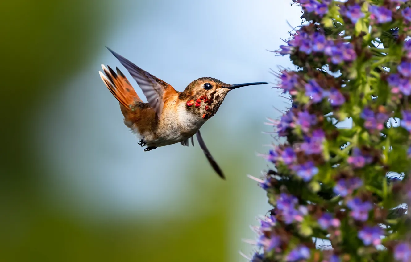 Photo wallpaper flight, flowers, Hummingbird, baby