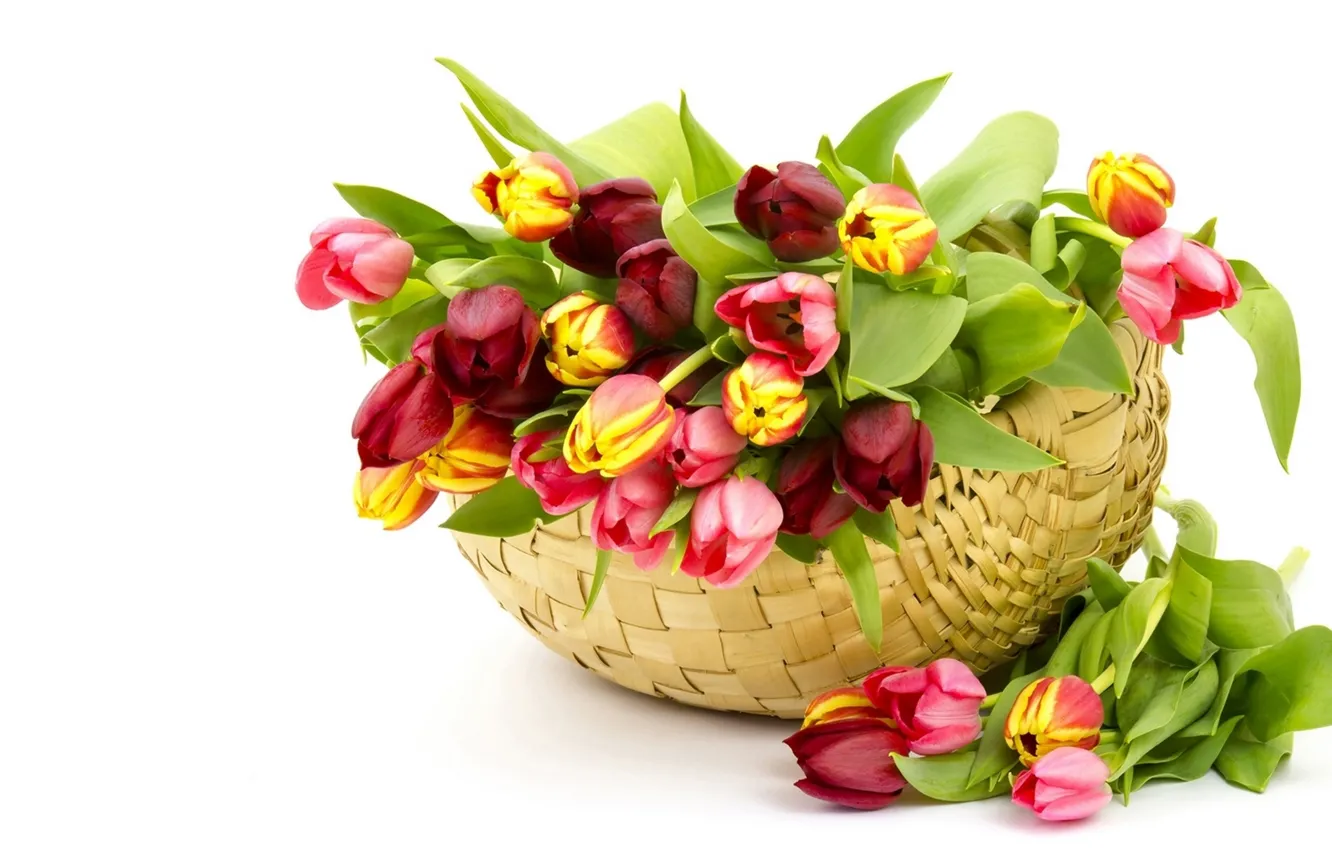 Photo wallpaper basket, tulips, buds