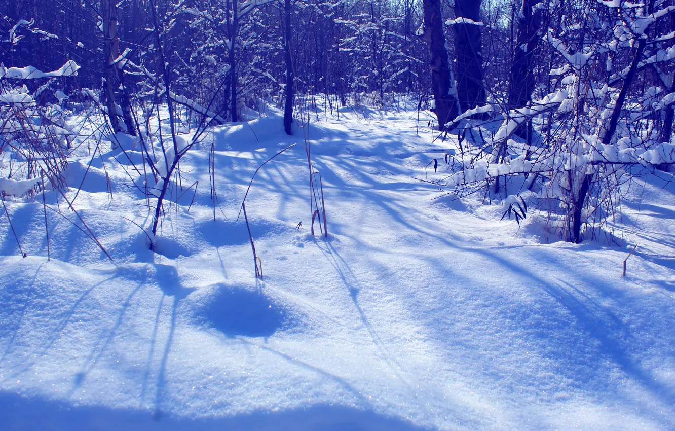 Photo wallpaper winter, snow, meadow