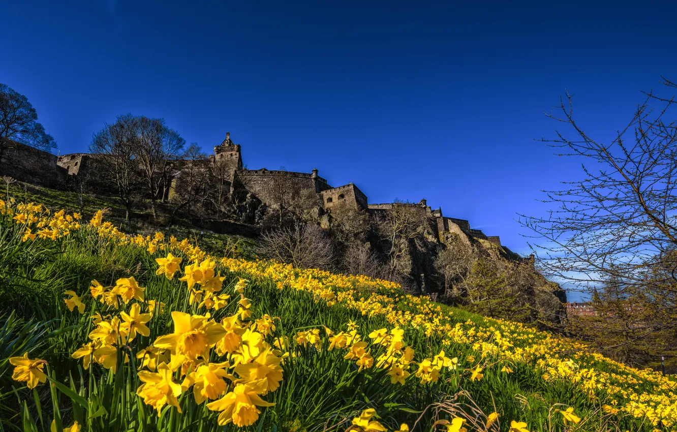 Photo wallpaper field, the sky, trees, flowers, branches, yellow, blue, castle