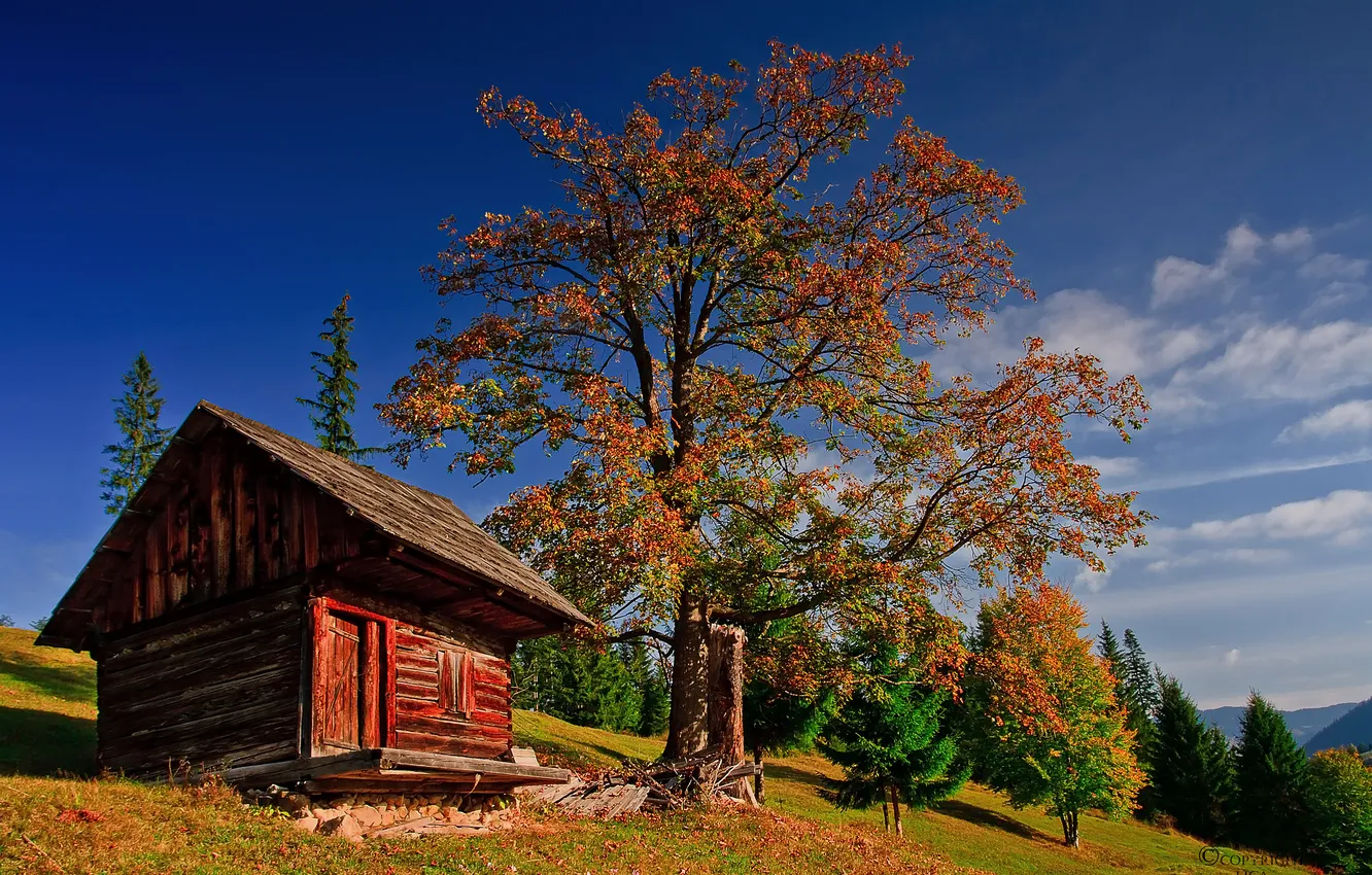 Photo wallpaper autumn, forest, the sky, grass, clouds, tree, hut, mountain