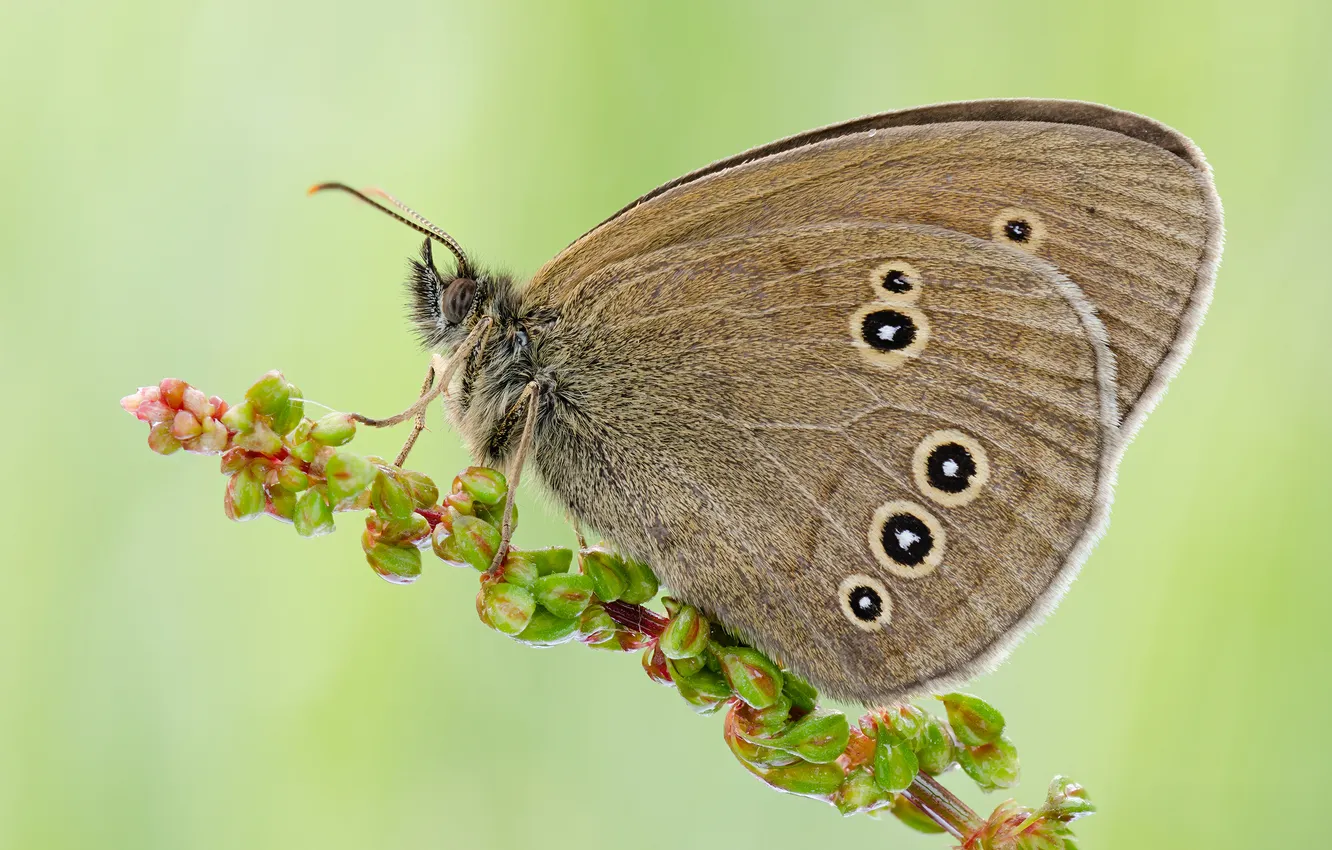 Photo wallpaper flowers, background, butterfly, plant