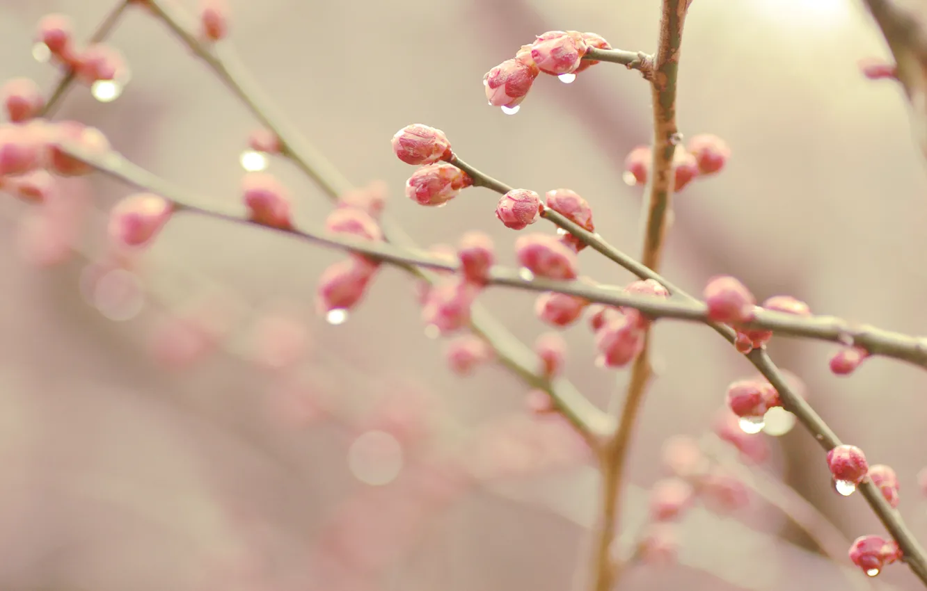 Photo wallpaper spring, kidney, bokeh