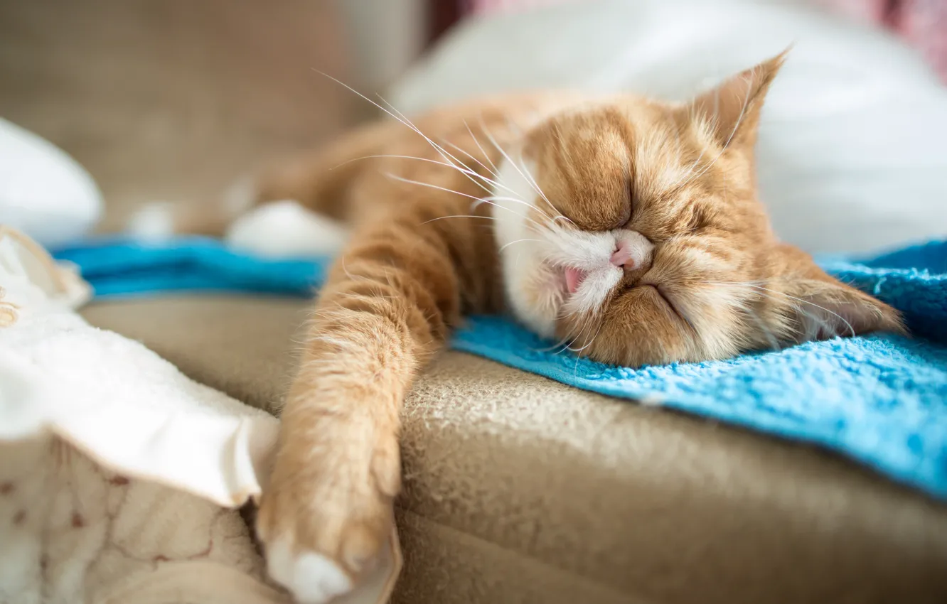 Photo wallpaper cat, stay, sleep, sleeping, exotic