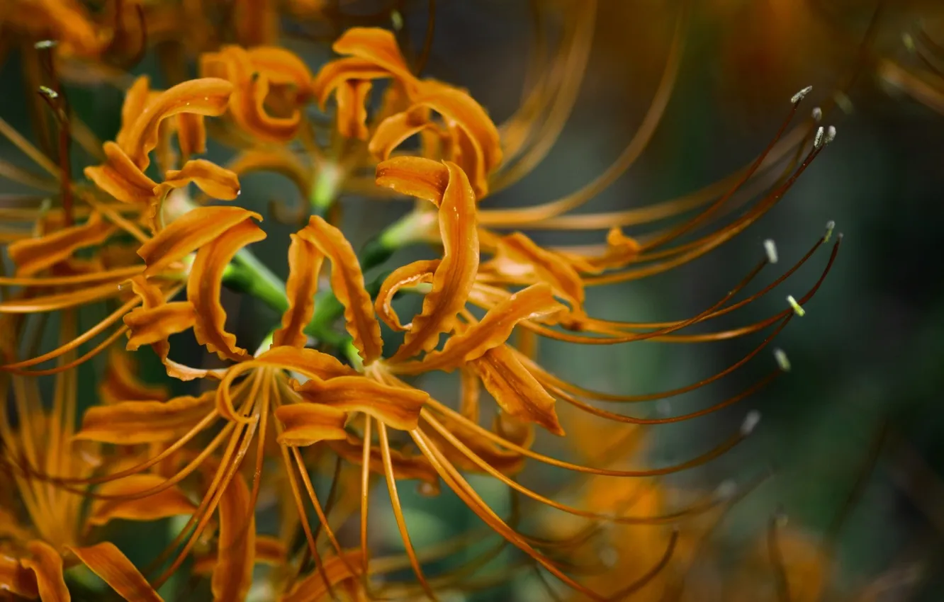 Photo wallpaper flowers, Lily, he lost his parents,