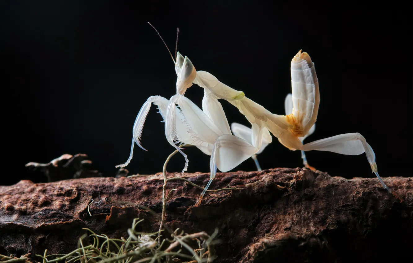 Photo wallpaper white, look, macro, branches, pose, mantis, silhouette, insect