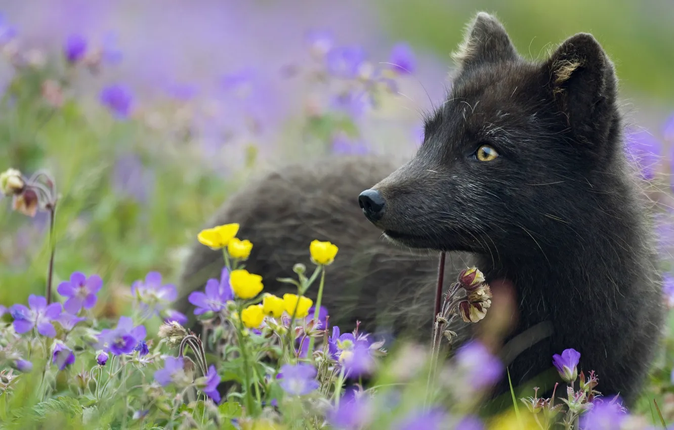 Photo wallpaper grass, flowers, black, plant, Fox, Arctic Fox