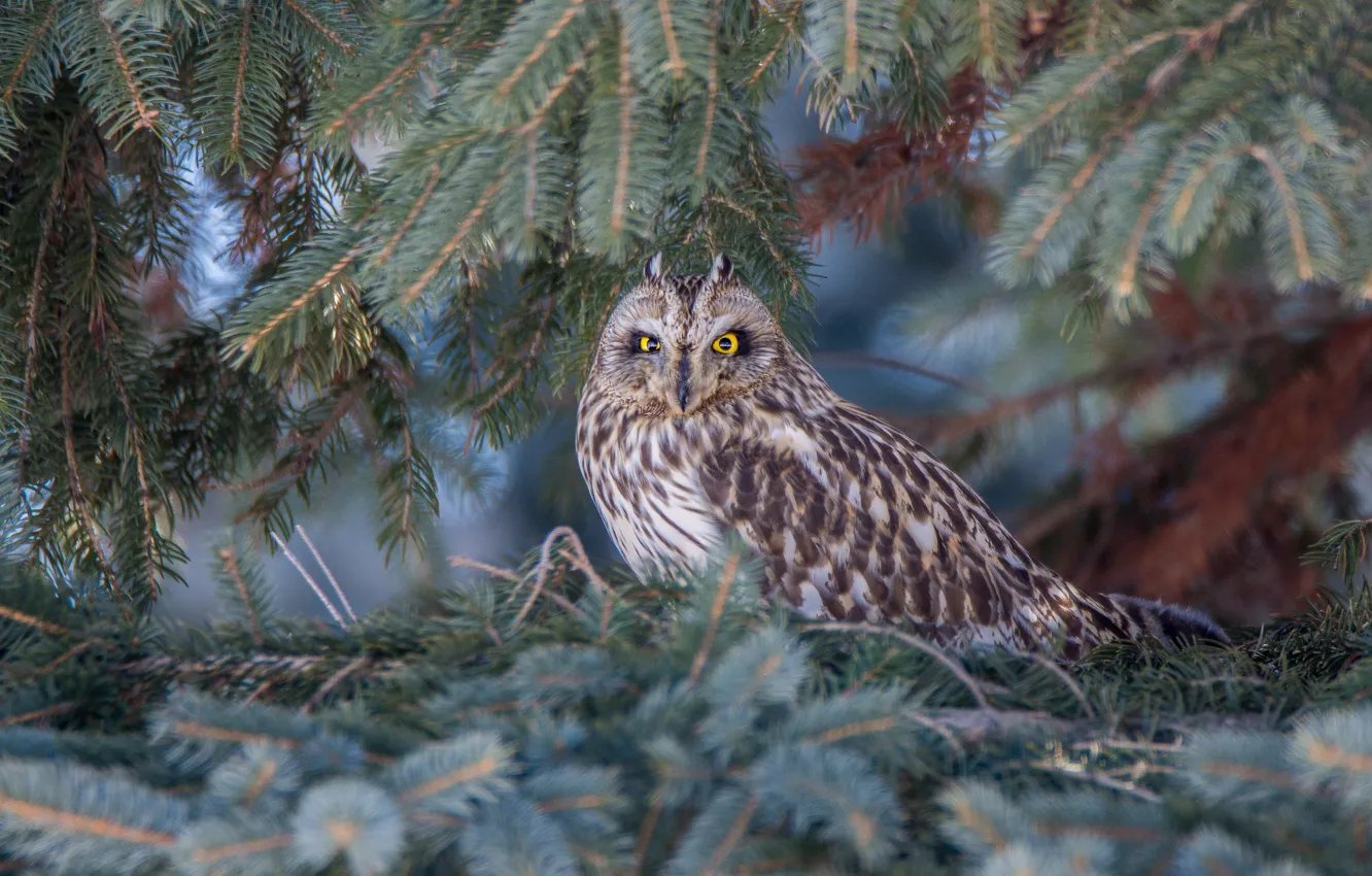 Photo wallpaper look, branches, owl, bird, needles, bokeh