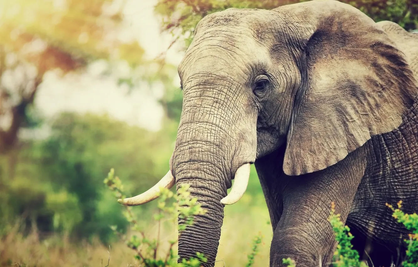 Photo wallpaper look, face, nature, elephant, portrait