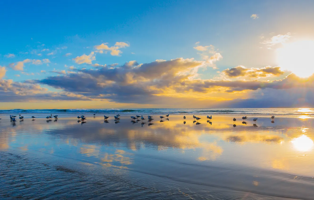 Photo wallpaper the sun, clouds, light, reflection, blue, bird, shore, seagulls
