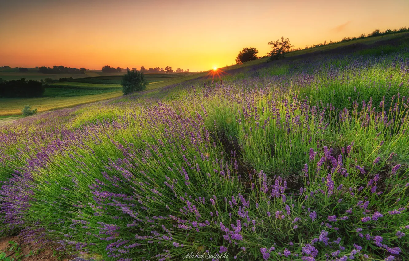 Photo wallpaper field, the sky, the sun, rays, sunset, flowers, nature, lavender