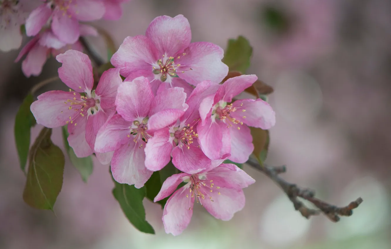 Photo wallpaper pink, branch, flowering