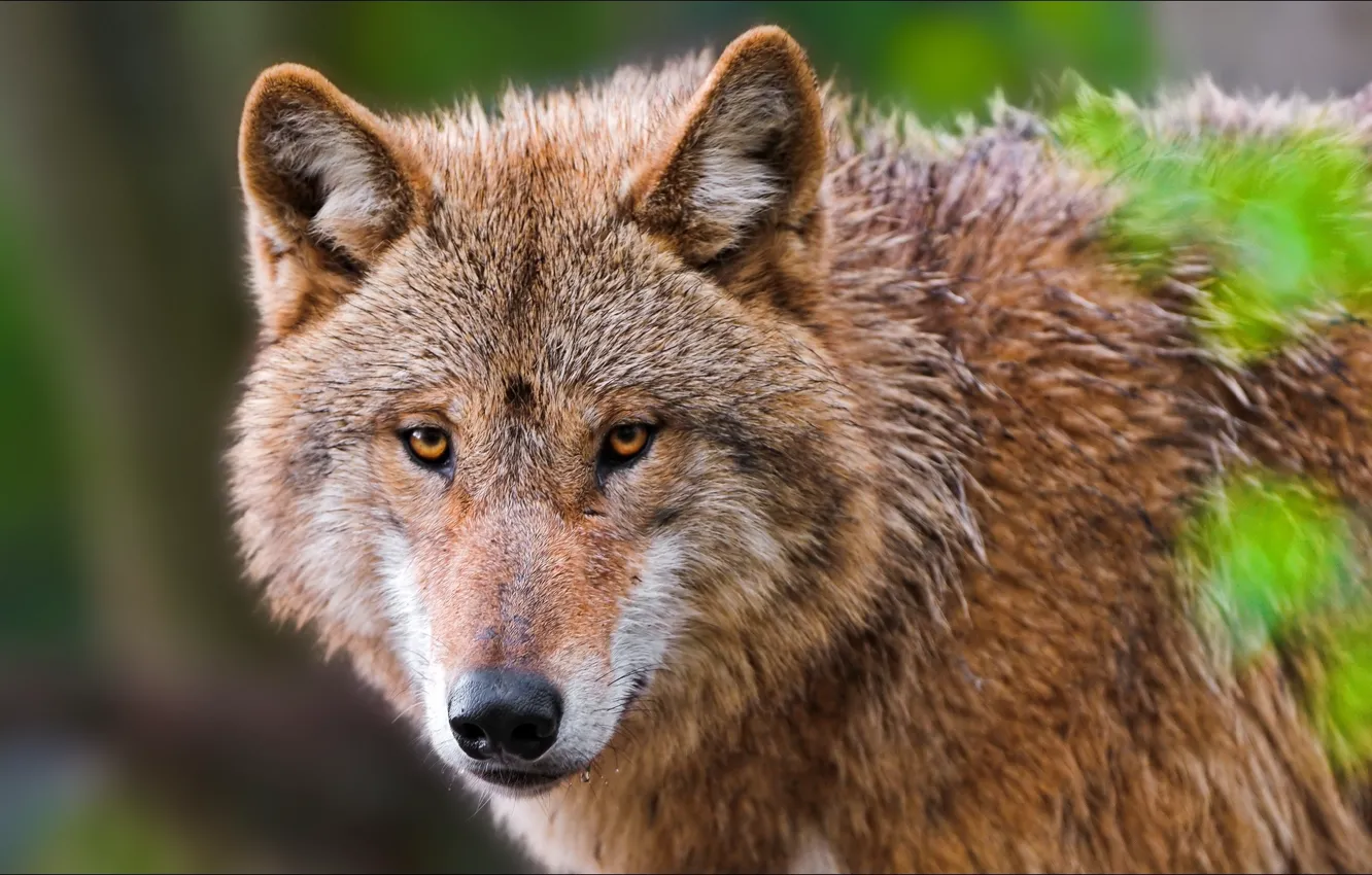 Photo wallpaper animal, wolf, portrait