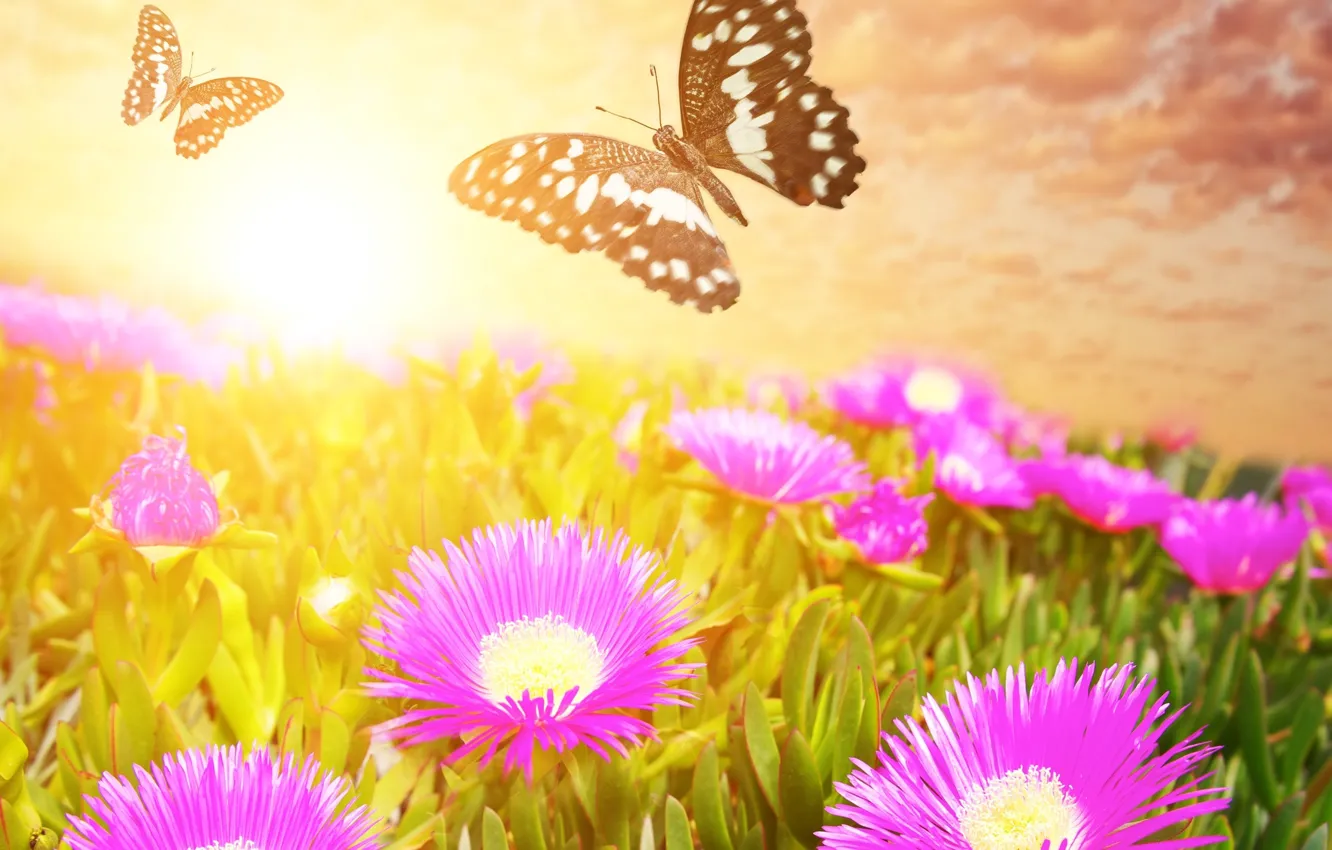 Photo wallpaper butterfly, flowers, meadow