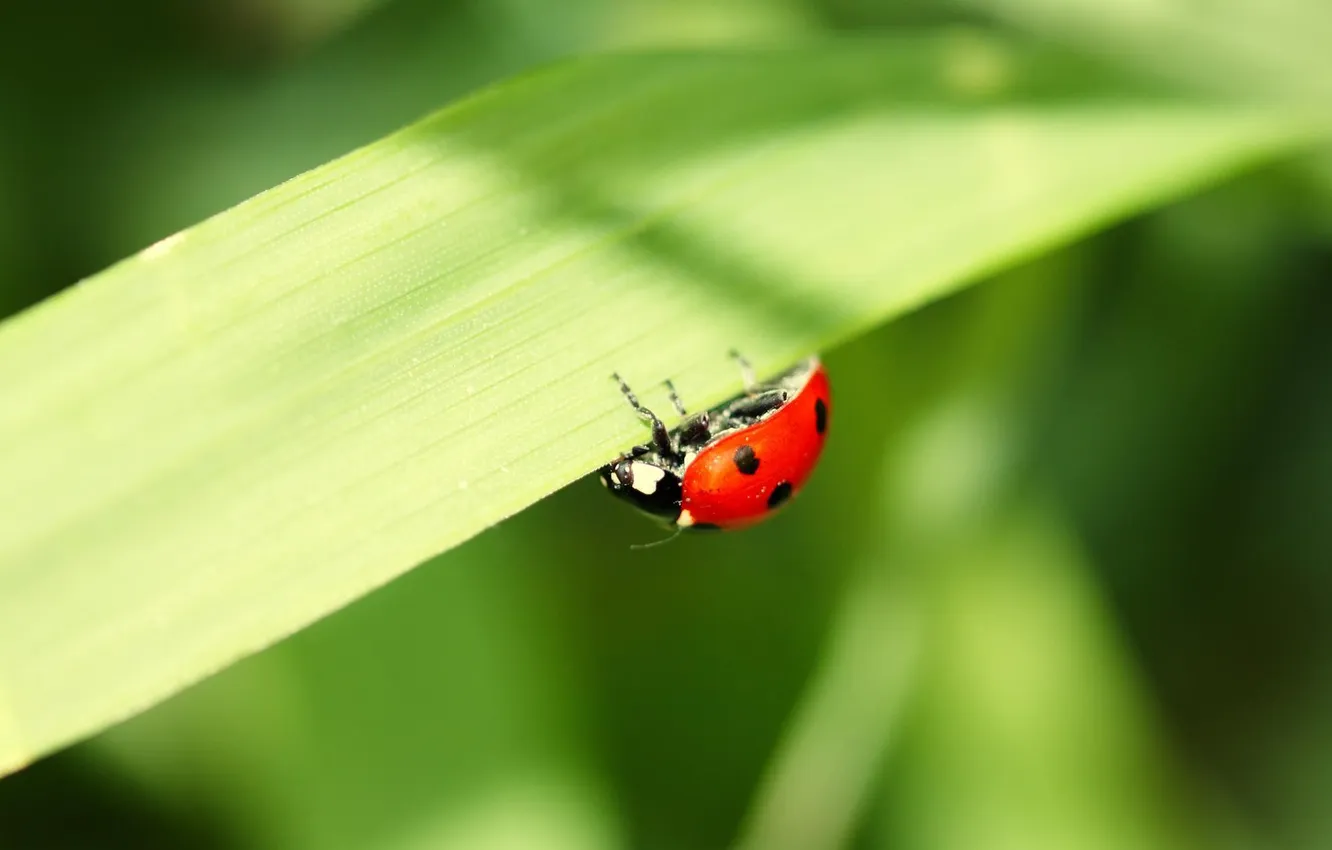 Photo wallpaper the sun, macro, light, photo, plant, ladybug, leaf