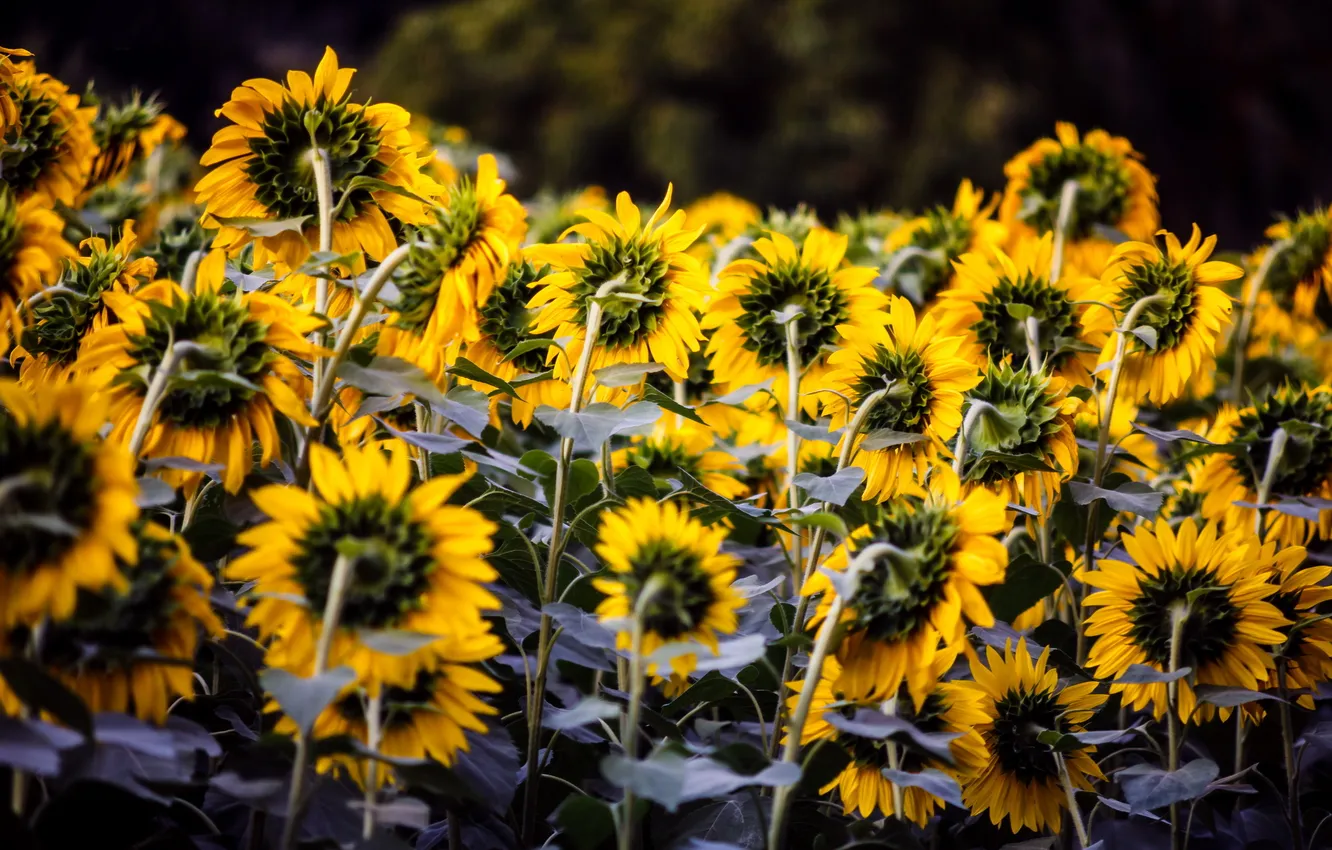 Photo wallpaper summer, sunflowers, nature
