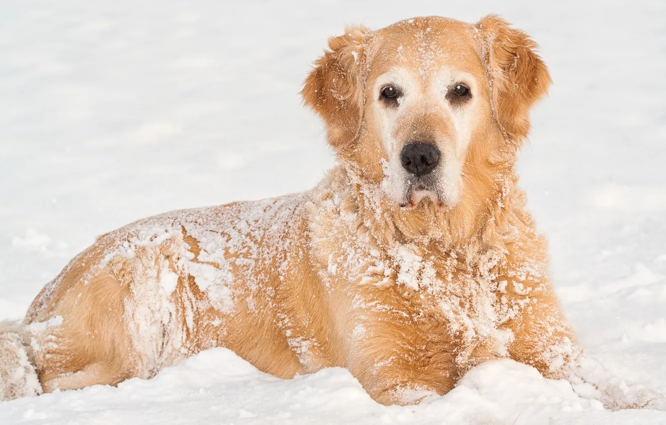 Photo wallpaper winter, look, snow, dog, dog