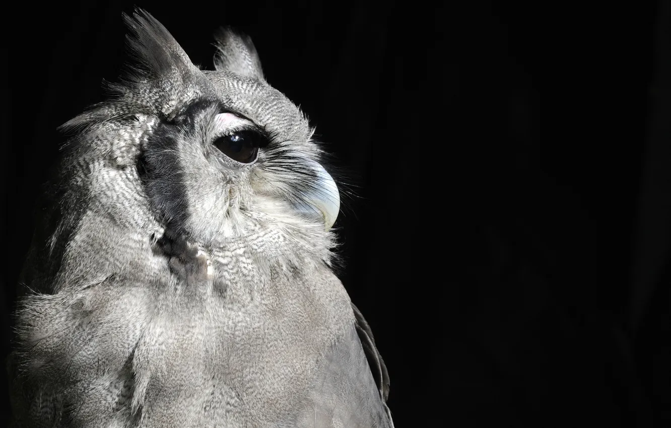 Photo wallpaper bird, Owl, profile, black background